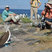 Blue-footed Booby